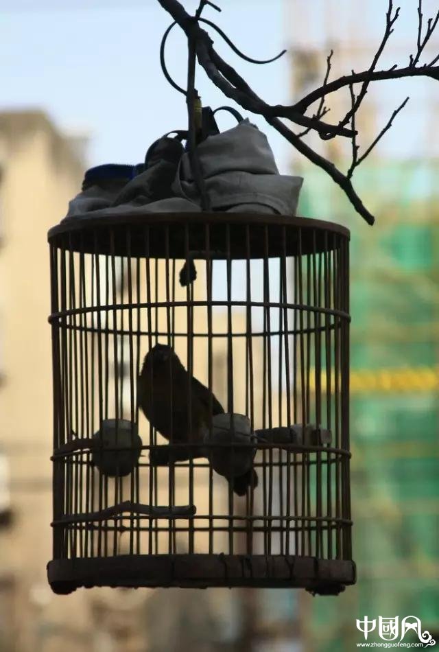 最美福連文苑鳥籠