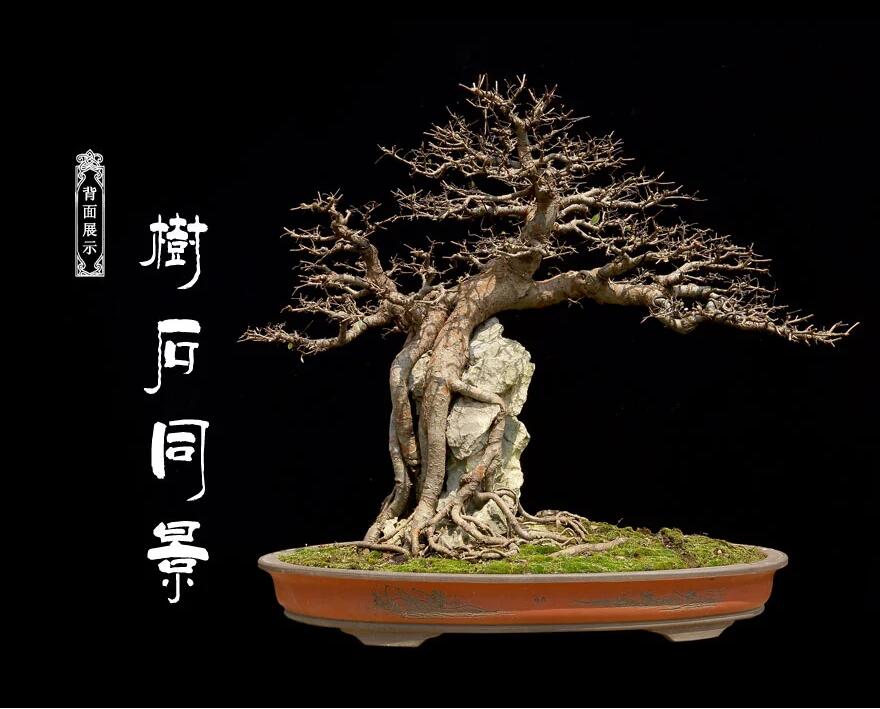 榆樹(shù)盆景：瑤池劍影