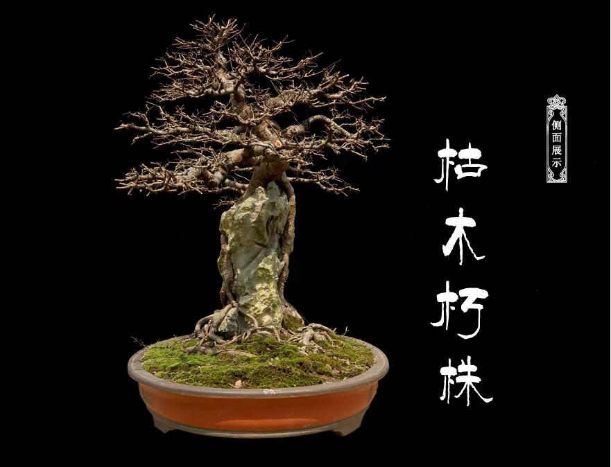 榆樹(shù)盆景：瑤池劍影