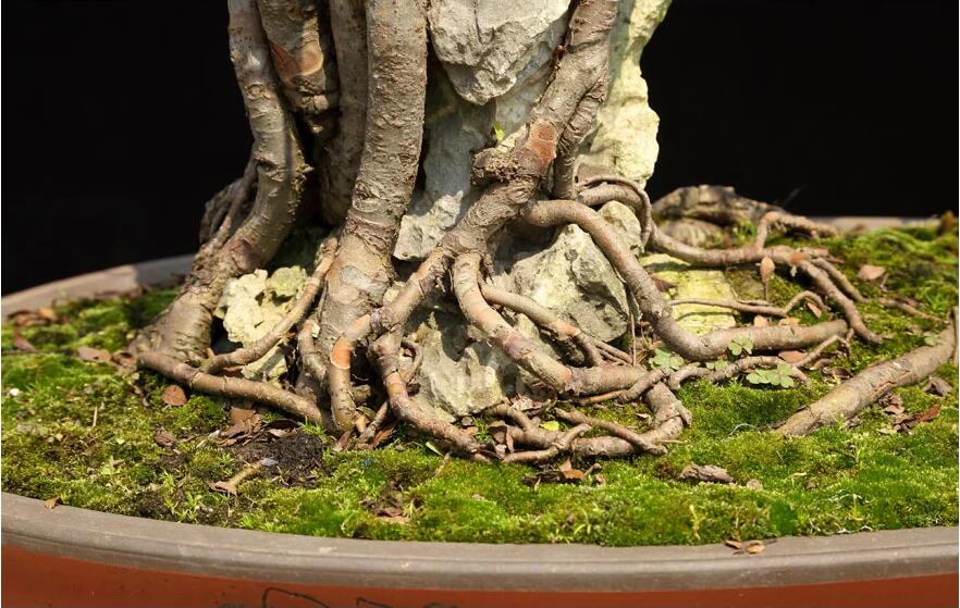 榆樹(shù)盆景：瑤池劍影