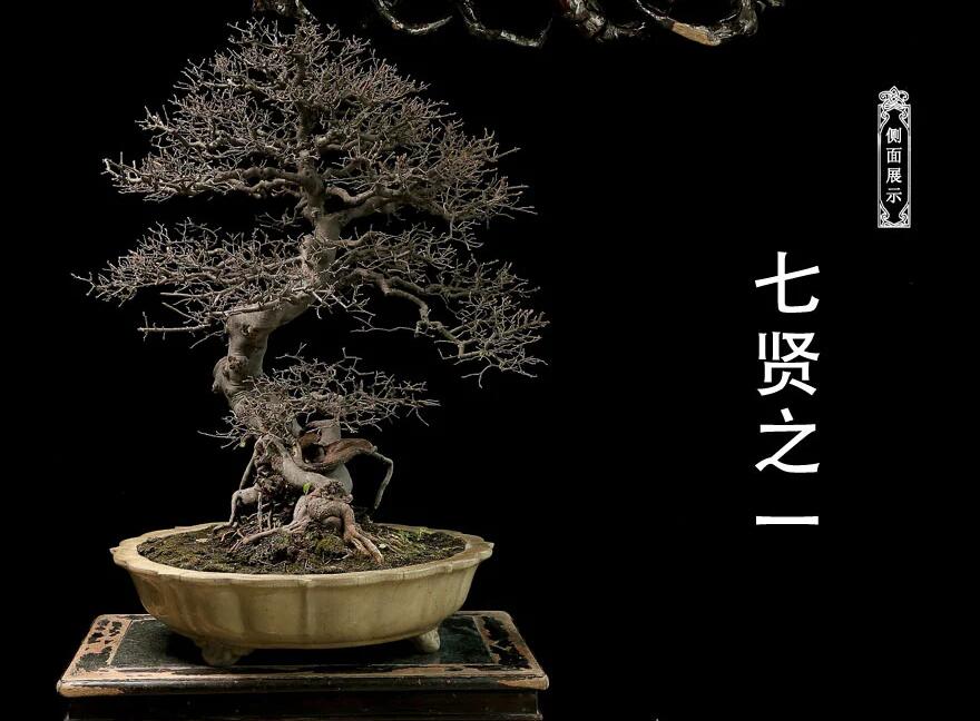 雀梅盆景：舞動(dòng)云澗