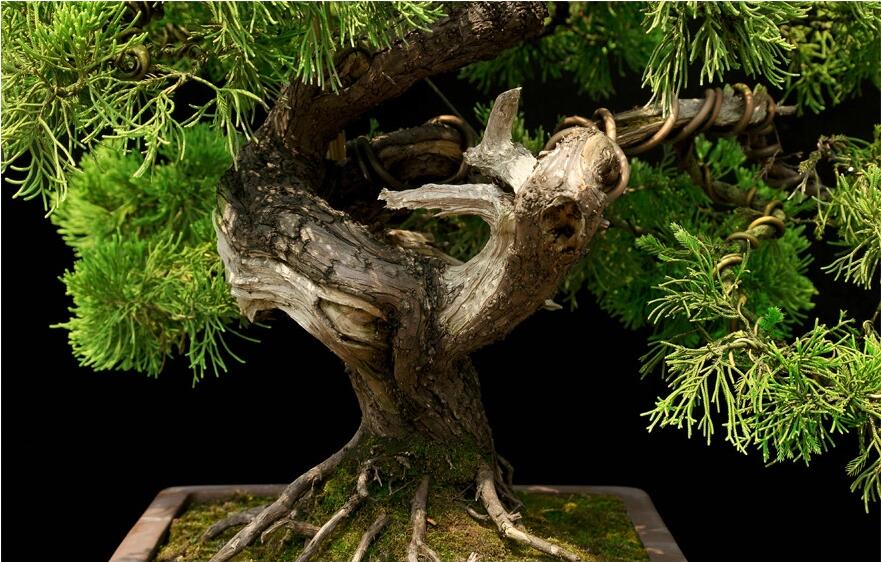 地柏盆景作品：步步高升