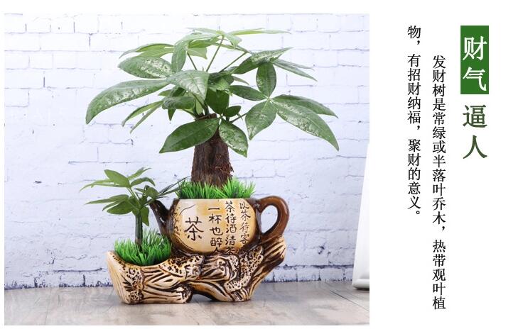 福連文苑發(fā)財樹盆景