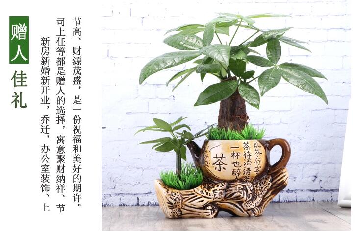 福連文苑發(fā)財樹盆景