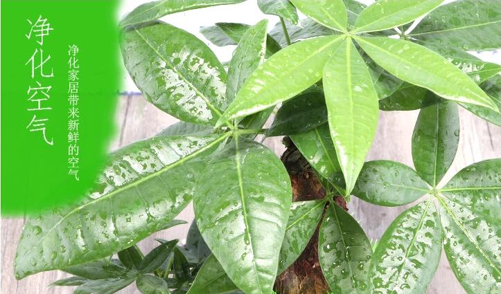 福連文苑發(fā)財樹盆景