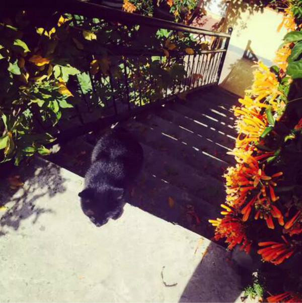 蒼山腳下的民宿，古城內(nèi)貓三家清靜四合小院民