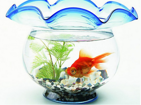 在客廳里怎樣養(yǎng)金魚(yú)？金魚(yú)怎么養(yǎng)風(fēng)水好
