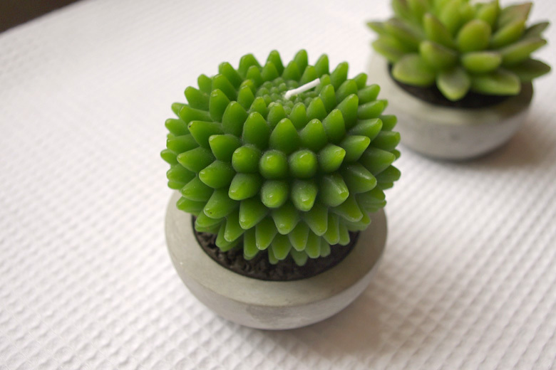 促進(jìn)夫妻關(guān)系的植物，你有沒(méi)有放在房間里？