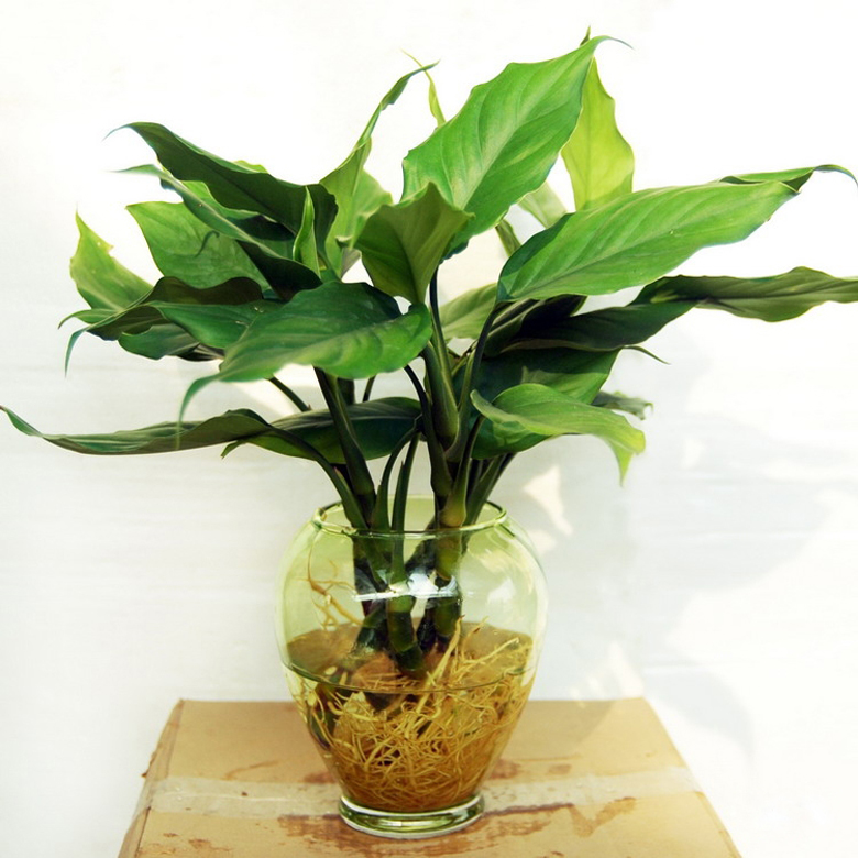 促進(jìn)夫妻關(guān)系的植物，你有沒(méi)有放在房間里？