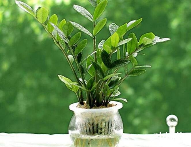 風(fēng)水外陽臺種什么好