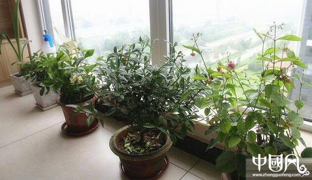 陽臺(tái)植物風(fēng)水學(xué)知識(shí)