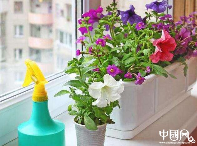 陽臺(tái)植物風(fēng)水學(xué)知識(shí)