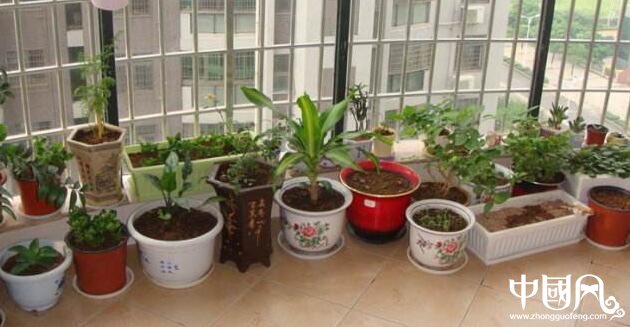 陽臺(tái)植物風(fēng)水學(xué)知識(shí)