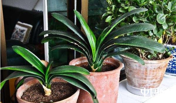 家庭的風(fēng)水植物