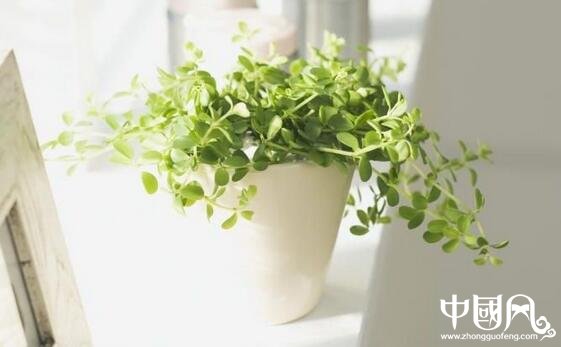 家居植物風水學問