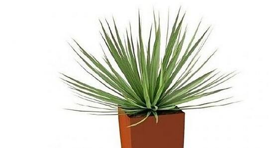 家居植物風水學問