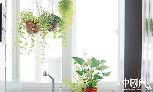 家居的風(fēng)水植物