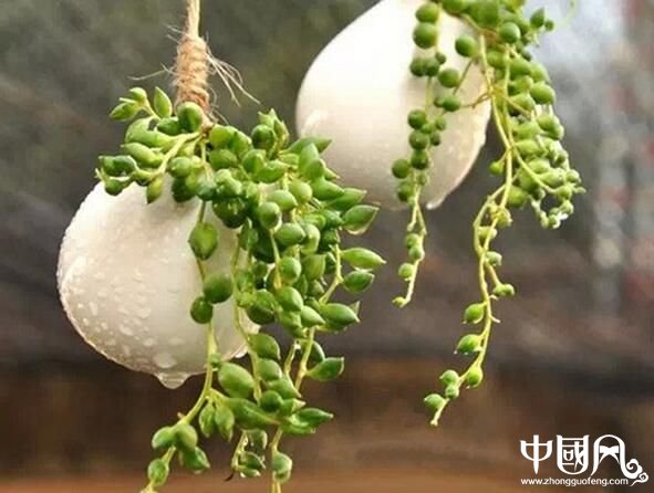 旺家運的植物風水