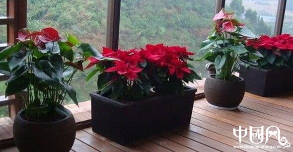 陽臺的植物風水講究