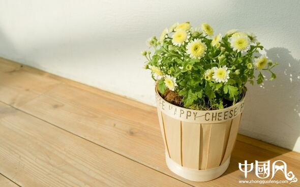 陽臺的植物風水講究