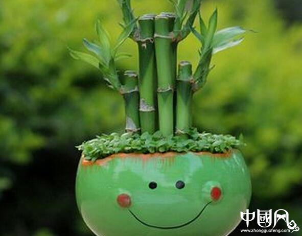 家居風水的植物富貴竹