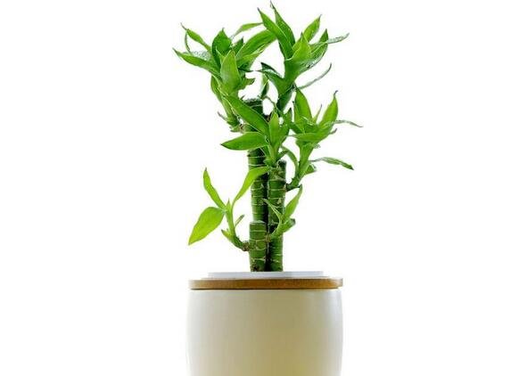家居風水的植物富貴竹