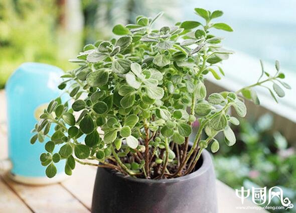 家居中陽(yáng)臺(tái)的風(fēng)水講究