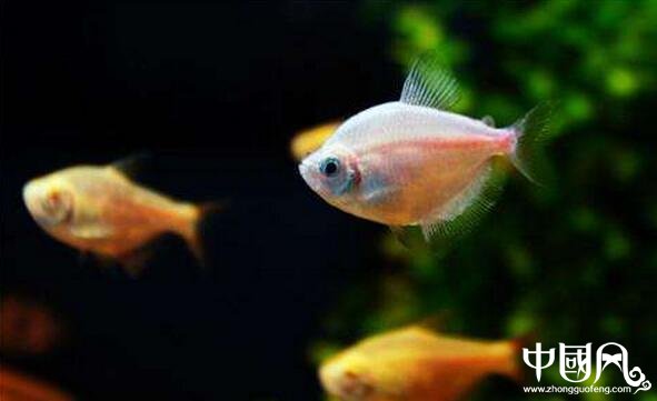 家居中魚(yú)缸的風(fēng)水講究