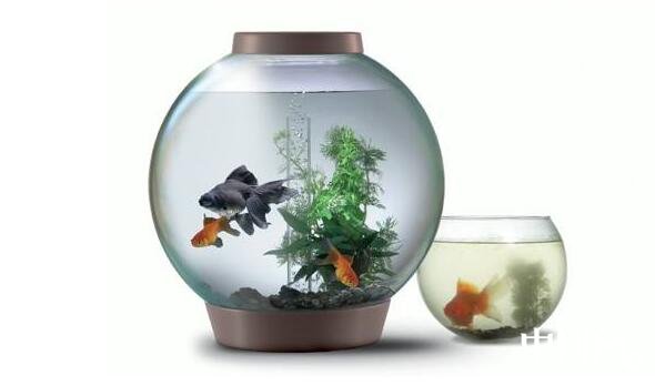家居中魚(yú)缸的風(fēng)水講究