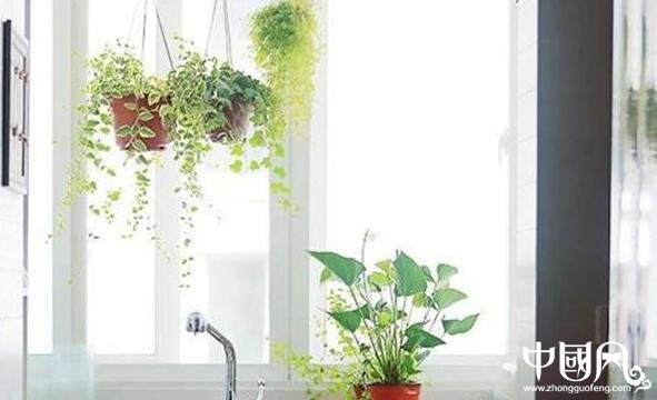 家居中的植物擺設(shè)風水