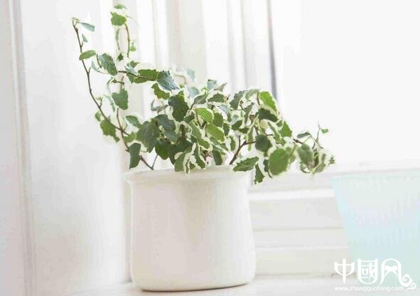 家居中的植物擺設(shè)風水