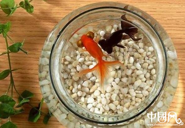 家庭魚缸養(yǎng)魚的風(fēng)水知識(shí)