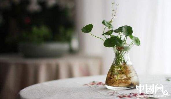 家居中的花草風水有哪些