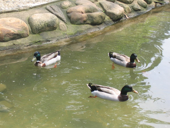 你知道嗎？這些風(fēng)水暗示你會變小三