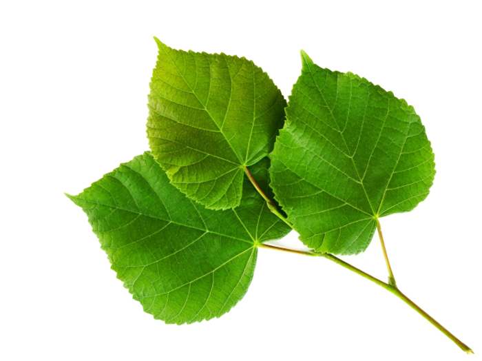 震驚?。?！植物也能招桃花運(yùn)?。。? / data-0gXT=