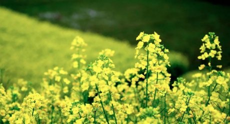 夢(mèng)回西江，南昌，廬山，婺源