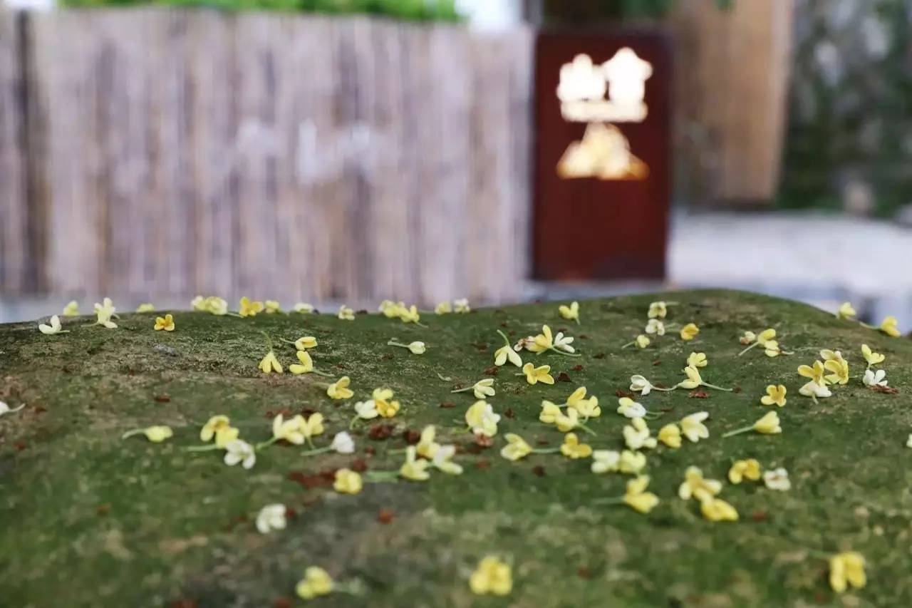 杭州山舍民宿，喝一壺茶聞桂花十里飄香