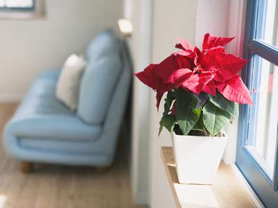 學習風水學，房間植物也有風水講究