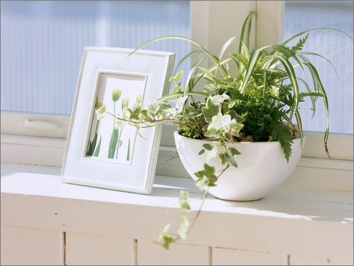 房間放什么植物好？風(fēng)水學(xué)告訴你