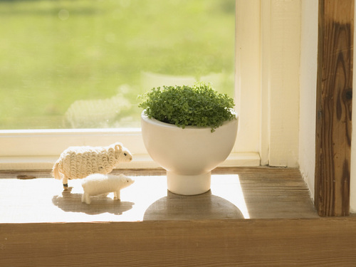 房間擺放什么植物好？風水學來幫你