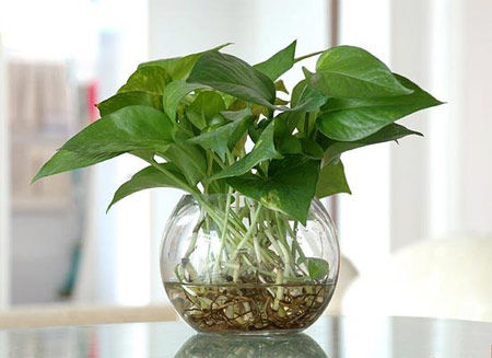 學(xué)習(xí)風(fēng)水學(xué)，房間風(fēng)水植物擺設(shè)宜忌全掌握！