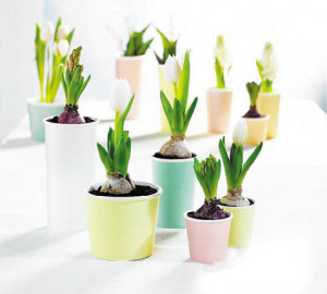 學習風水學，get到兒童房間植物擺設風水！