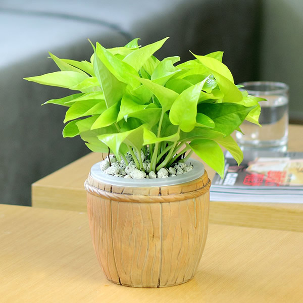 讀懂風(fēng)水學(xué)，get兒童房的風(fēng)水植物講究！