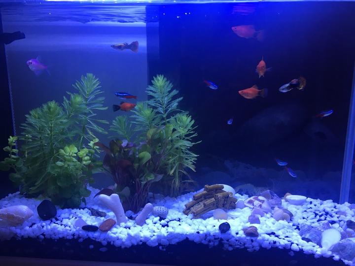 震驚?。?！家居魚缸也有風(fēng)水禁忌?。。? / data-lcnR=