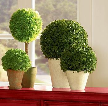 這些室內(nèi)擺放植物的風(fēng)水禁忌，你知道嗎？