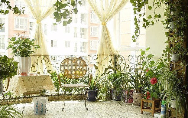 學(xué)習(xí)風(fēng)水學(xué)，陽臺(tái)植物風(fēng)水禁忌全get！