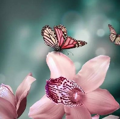 清新淡然極品蘭花風(fēng)景攝影美哉！