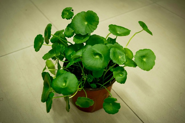 風(fēng)水大揭秘！臥室植物風(fēng)水禁忌送給你