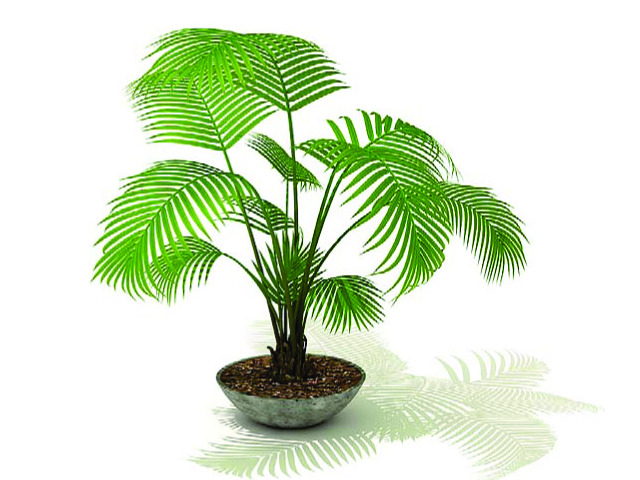 一定要學(xué)會(huì)的室內(nèi)植物擺設(shè)風(fēng)水禁忌?。?！