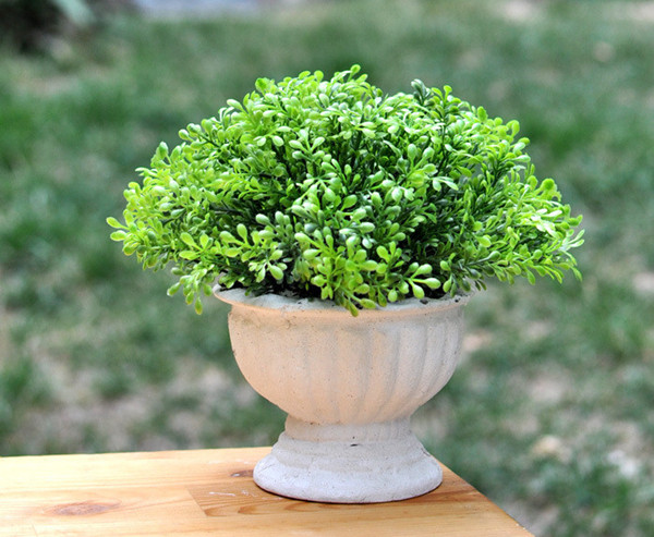 家庭植物也有風水禁忌，真是奇葩?。?！